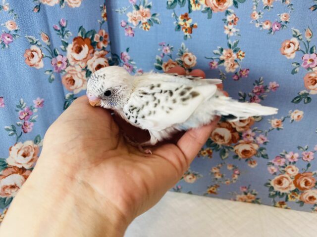 大きくなってもクリクリおめめだよ❤︎セキセイインコ(ハルクイン)❤︎ セキセイインコ