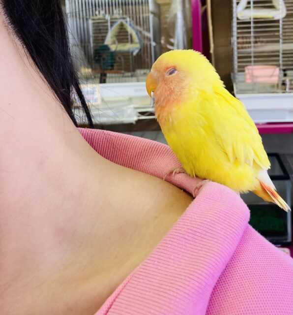 コザクラインコ（小桜インコ）