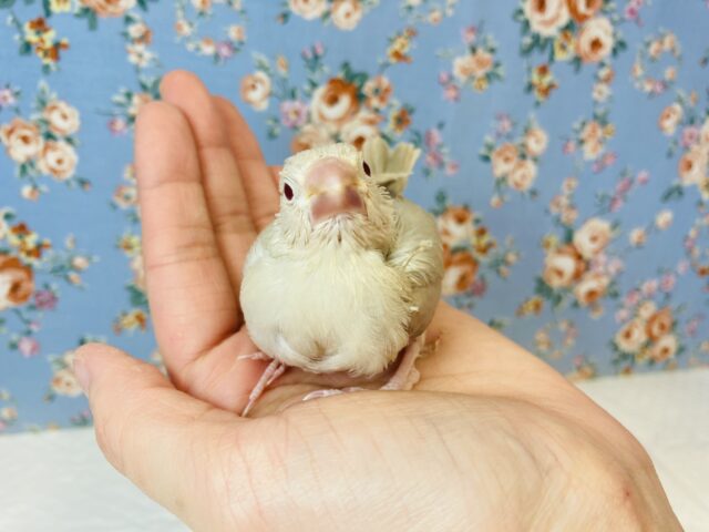 シナモン文鳥