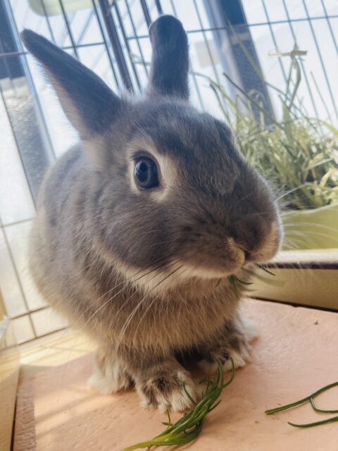 ドワーフラビット