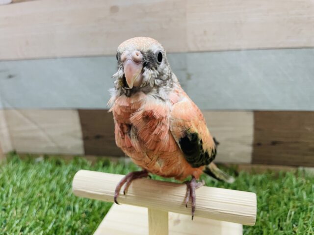 アキクサインコ（秋草インコ）