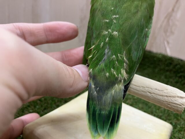 ルリゴシボタンインコ