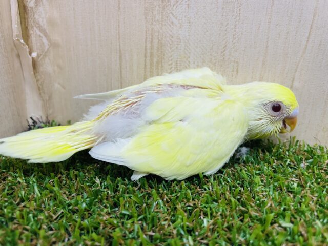 セキセイインコ