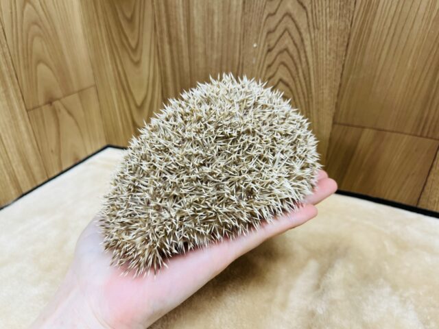 ハリネズミ（ヨツユビハリネズミ）