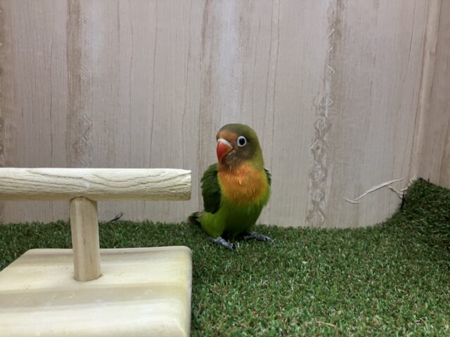 ルリゴシボタンインコ