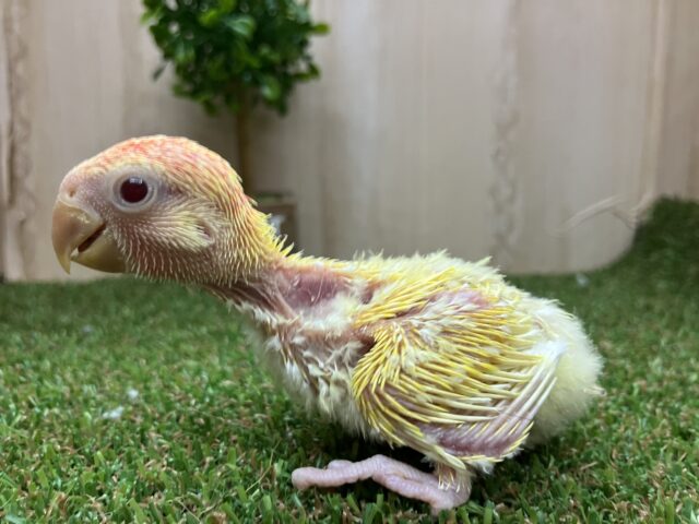 コザクラインコ（小桜インコ）