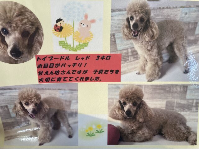 止まぬ愛情表現..💙愛嬌たっぷりトイプードルくん男のコ💙♂ トイプードル