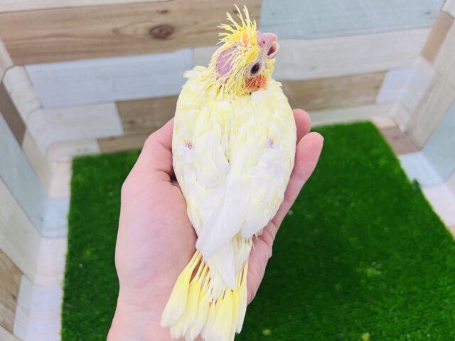 オカメインコ