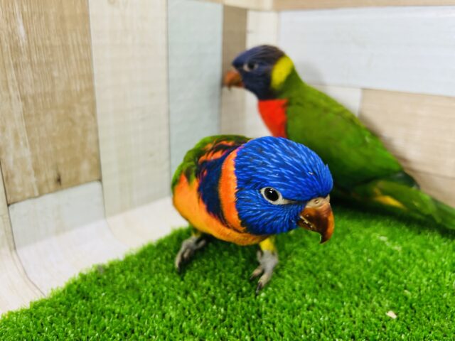 ゴシキセイガイインコ