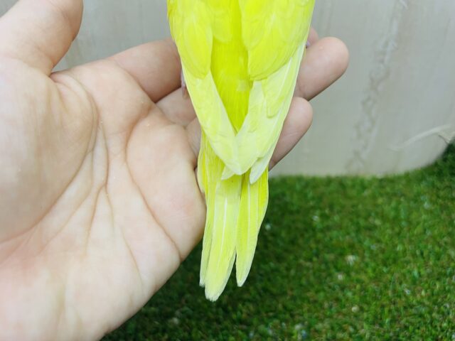 ジャンボセキセイインコ