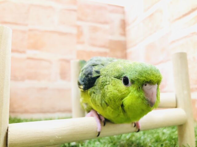 サザナミインコ