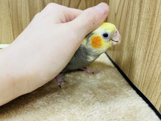 オカメインコ