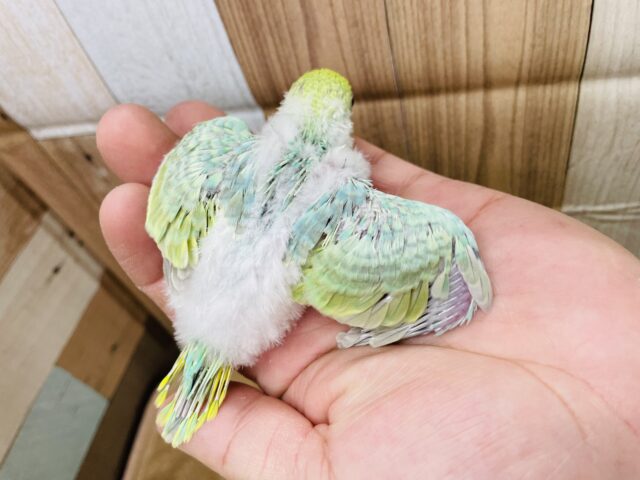 セキセイインコ