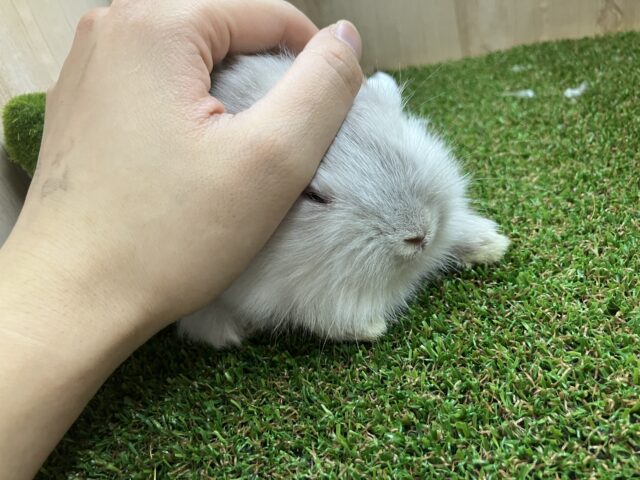 ライオンラビット