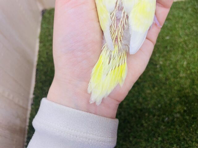 セキセイインコ