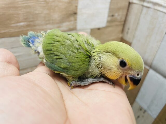 コザクラインコ（小桜インコ）