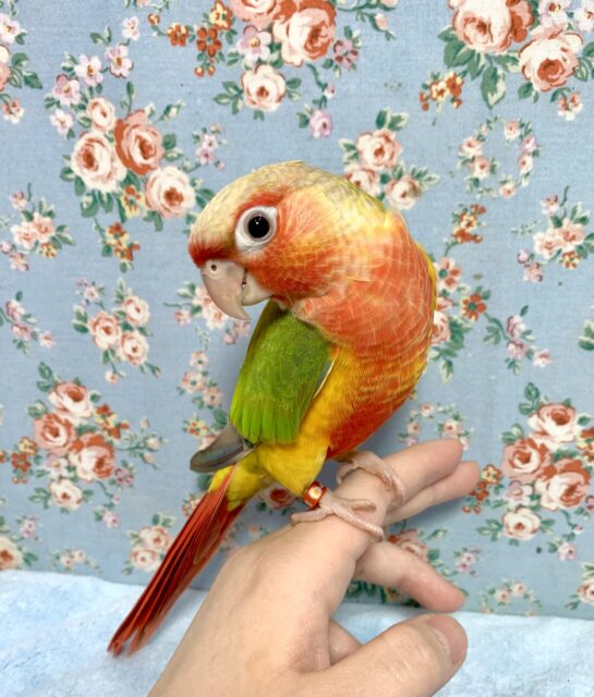 ホオミドリウロコインコ