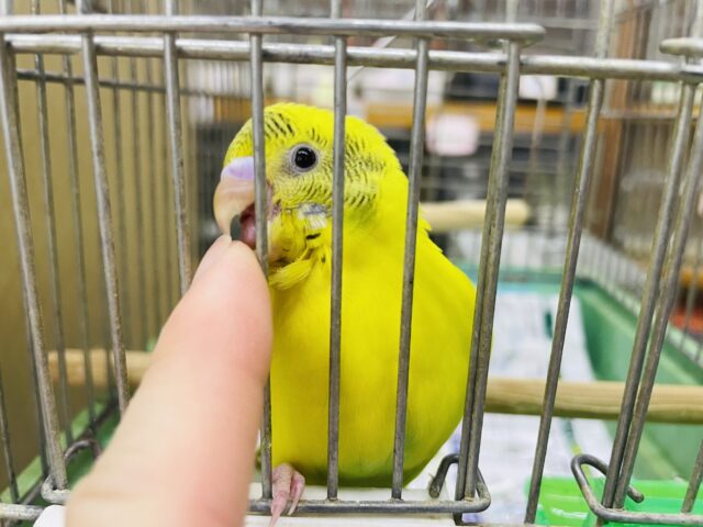 セキセイインコ