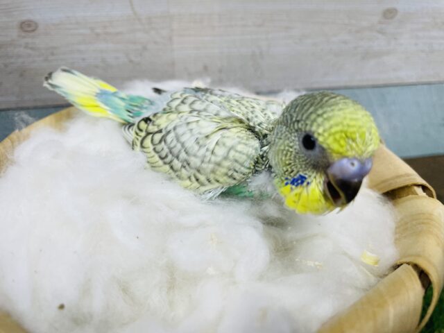 セキセイインコ