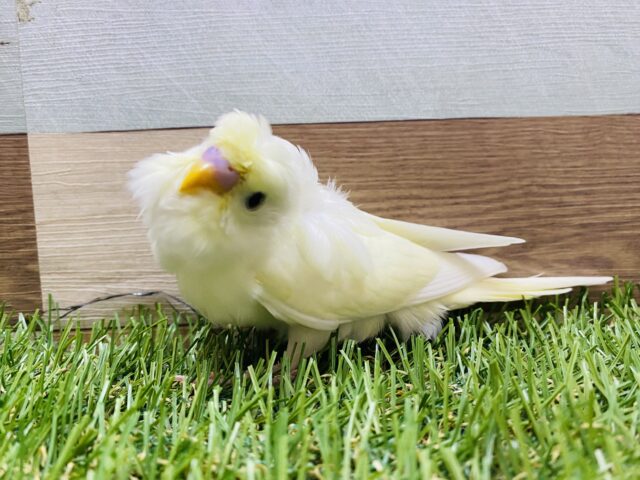 羽衣セキセイインコ