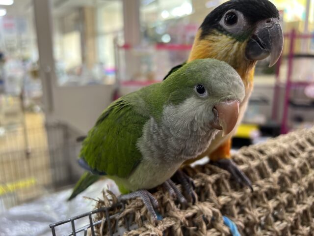 オキナインコ