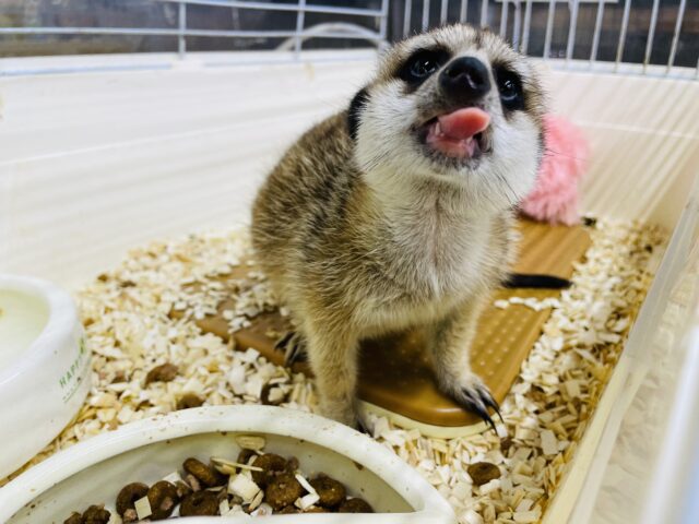 ミーアキャット