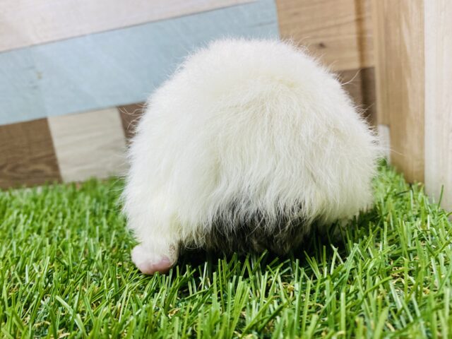 まるで羊のような丸っこさ♡縮れた毛並みが可愛いテッセルモルモット テッセルモルモット