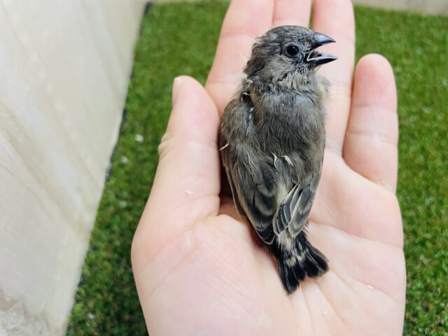 錦花鳥（キンカチョウ）