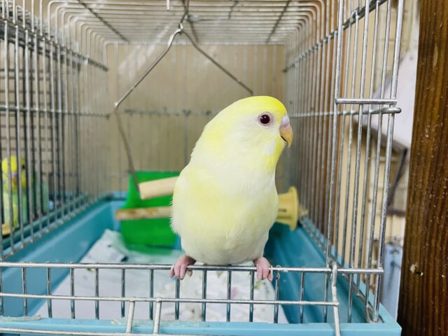 セキセイインコ