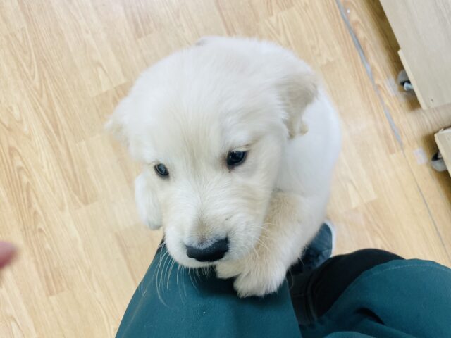 ゴールデンレトリバー