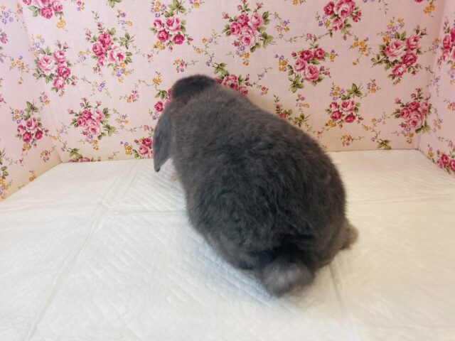 ロップイヤーラビット