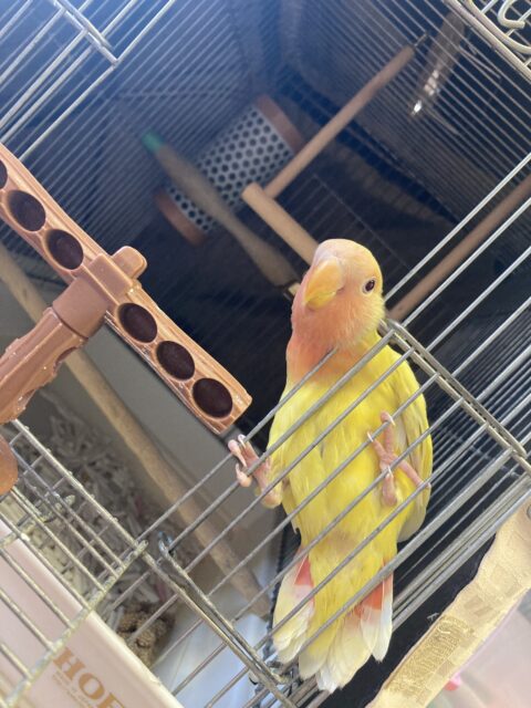 コザクラインコ（小桜インコ）