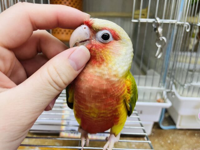ホオミドリウロコインコ