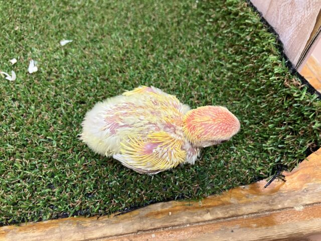 コザクラインコ（小桜インコ）