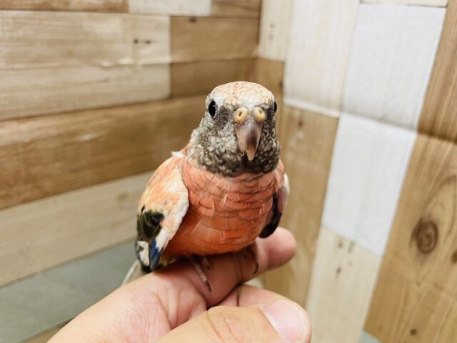 アキクサインコ（秋草インコ）