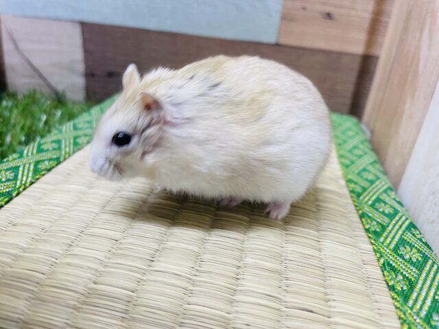 ジャンガリアン