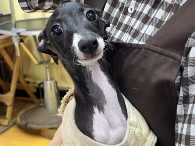 イタリアングレーハウンド