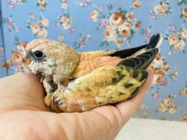 まったりおっとり🧡ローズ秋草インコさんです🧡 アキクサインコ(秋草インコ)