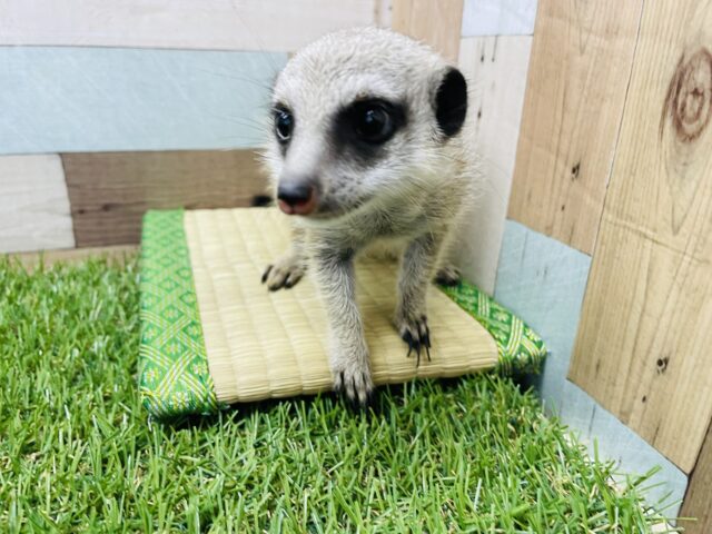 ミーアキャット