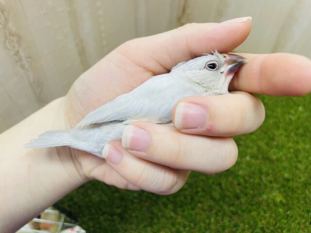 シルバー文鳥