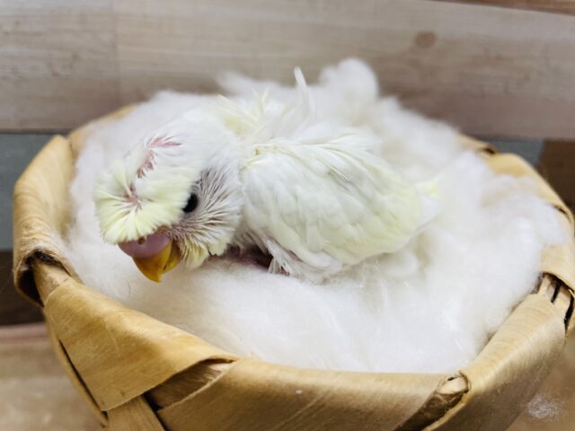 羽衣セキセイインコ