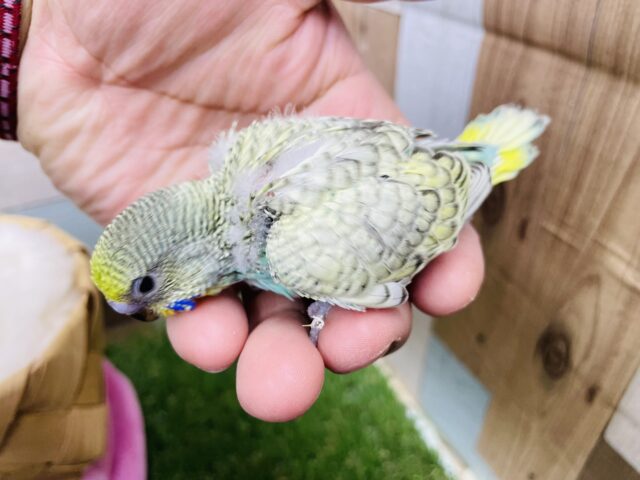 セキセイインコ