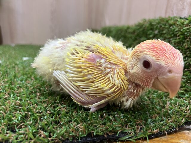 コザクラインコ（小桜インコ）
