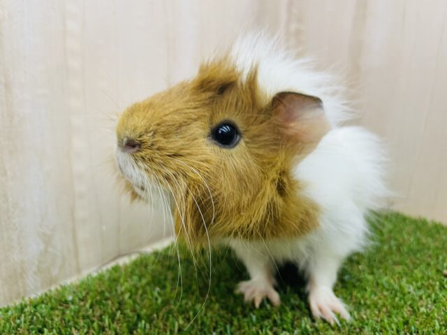 アビシニアンモルモット