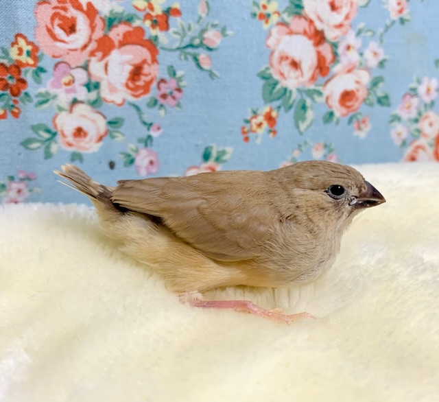 錦花鳥（キンカチョウ）