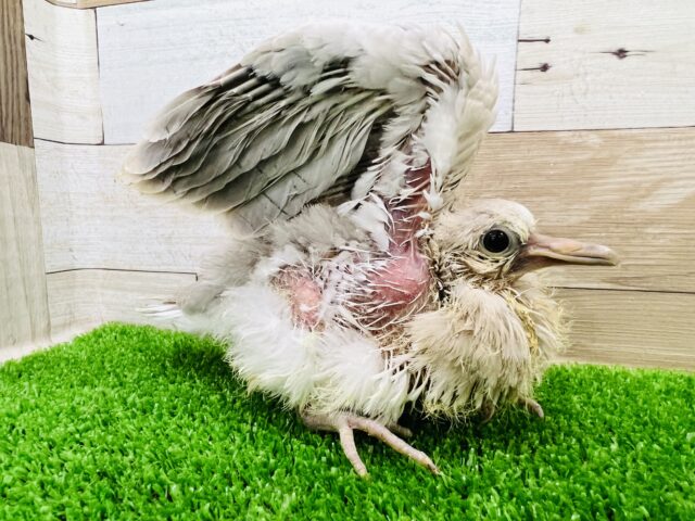 静かなるボスキャラ☆ジュズカケバトひな入舎です! ジュズカケバト