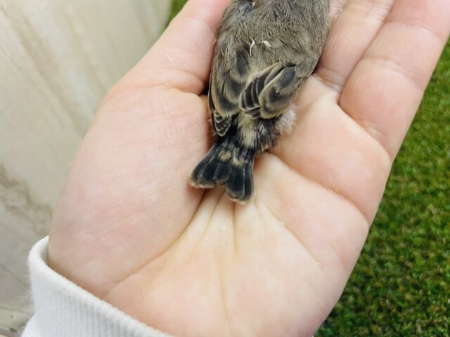 錦花鳥（キンカチョウ）