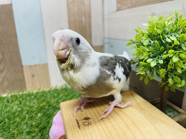 オカメインコ