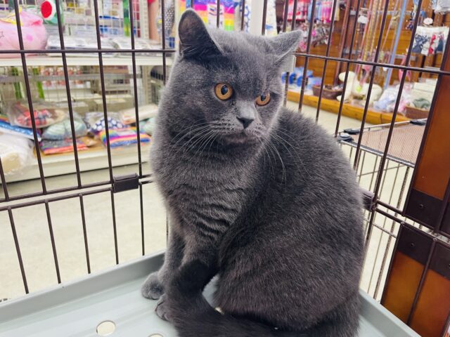 ブリティッシュショートヘア