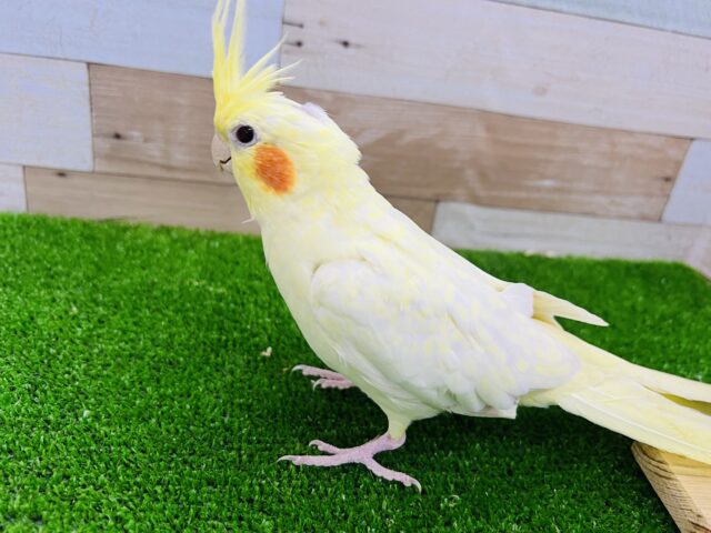 オカメインコ